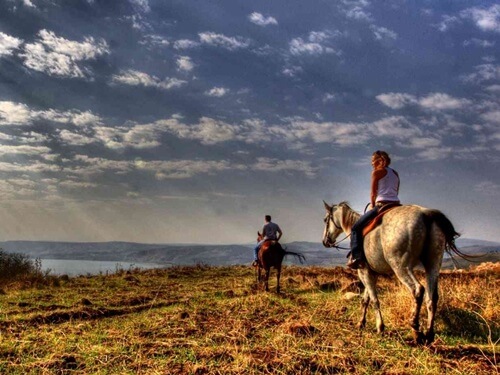 ורד הגליל- חוות סוסים
